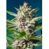 Purple Punch OG